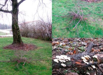 Create a Wildlife Condominium in Your Own Backyard Image